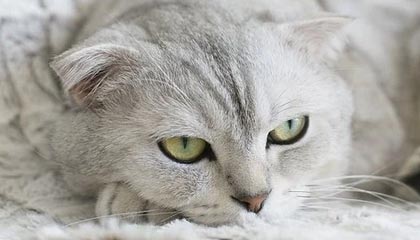 欧冠官网app下载-米兰冬奥会举办地巡礼